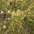 Kokotice cuscuta planiflora