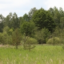 prstnatec český