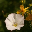 svlačec rolní
