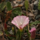 svlačec rolní