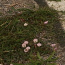 svlačec rolní