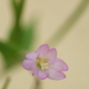 Vrbovka horská