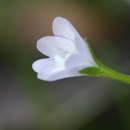 Vrbovka horská