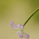 Vrbovka horská