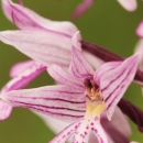 vstavač orchis canuti